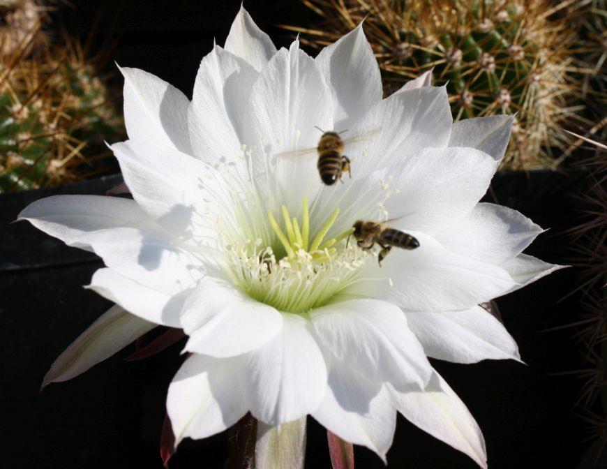 2019_K3_Echinopsis_spec_Meister_Guenther_870x672